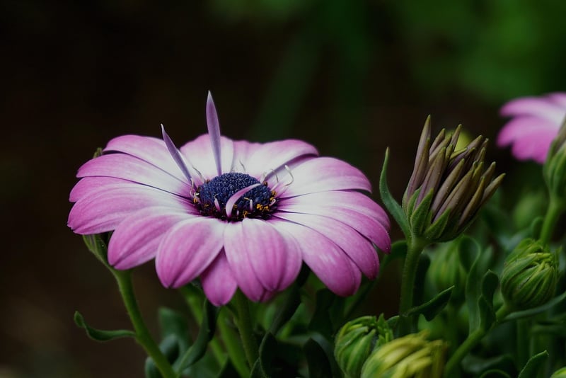 Botanic Textures