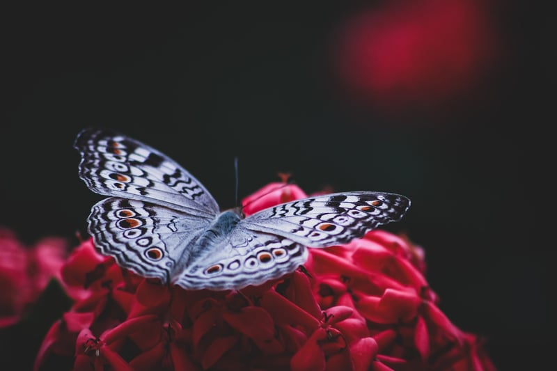 Flower Patterns