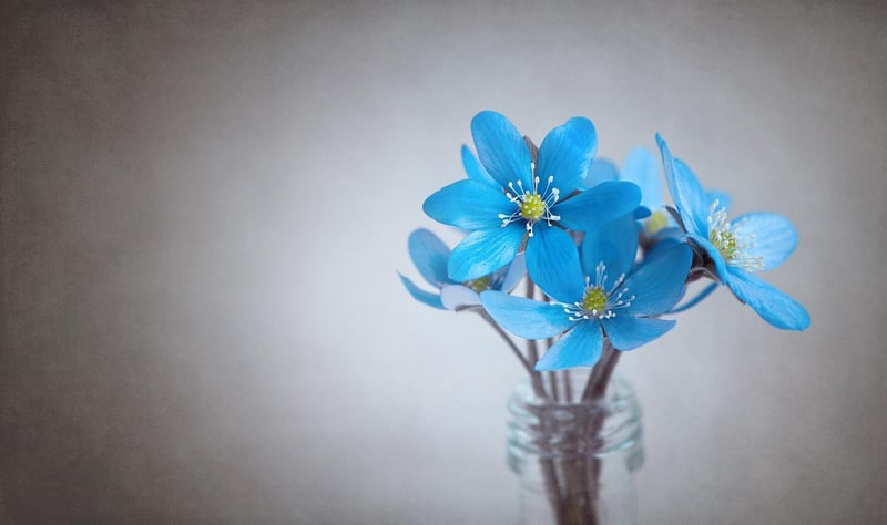 Floral Design 3